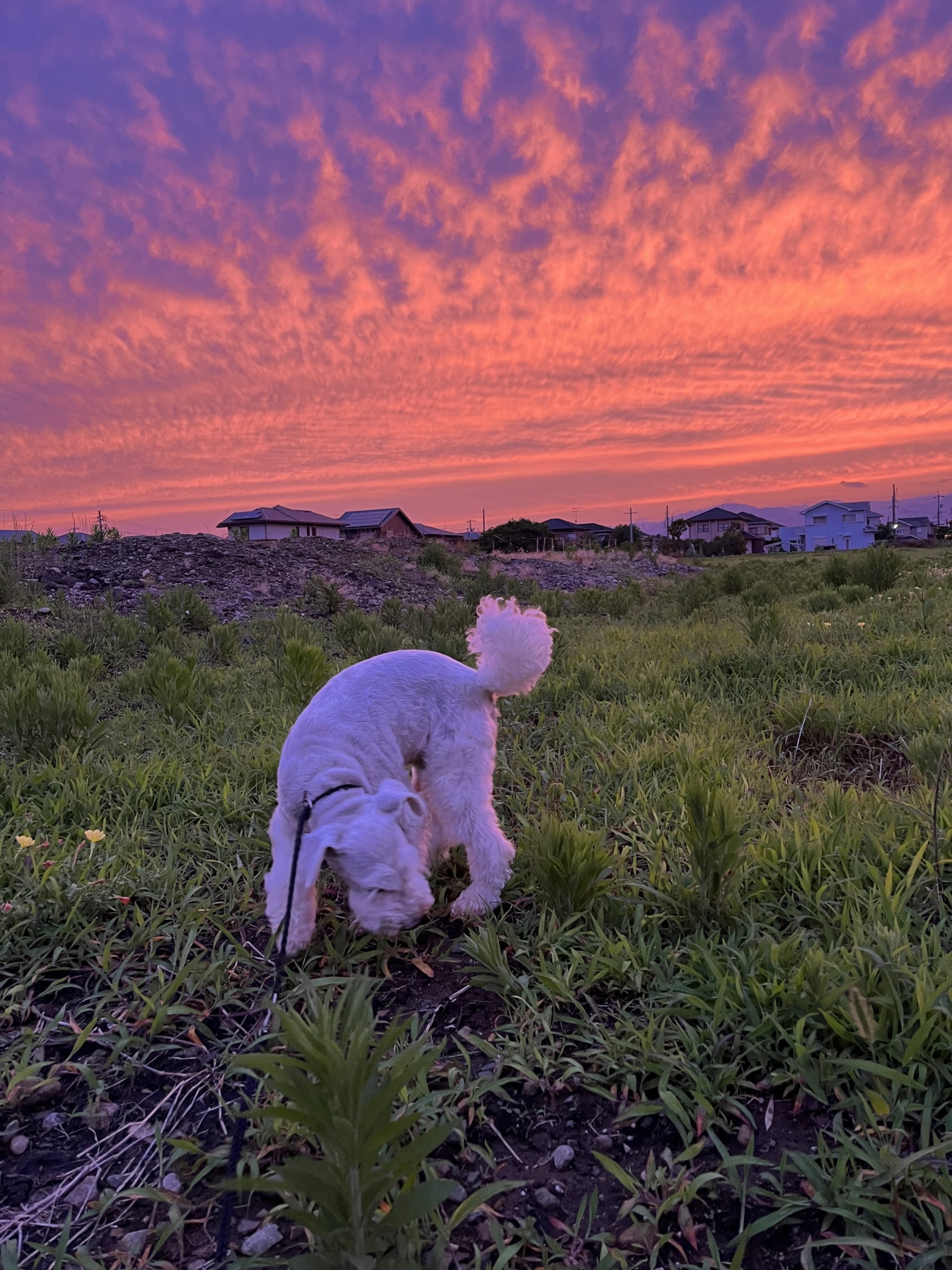 夕焼け♪　　近藤