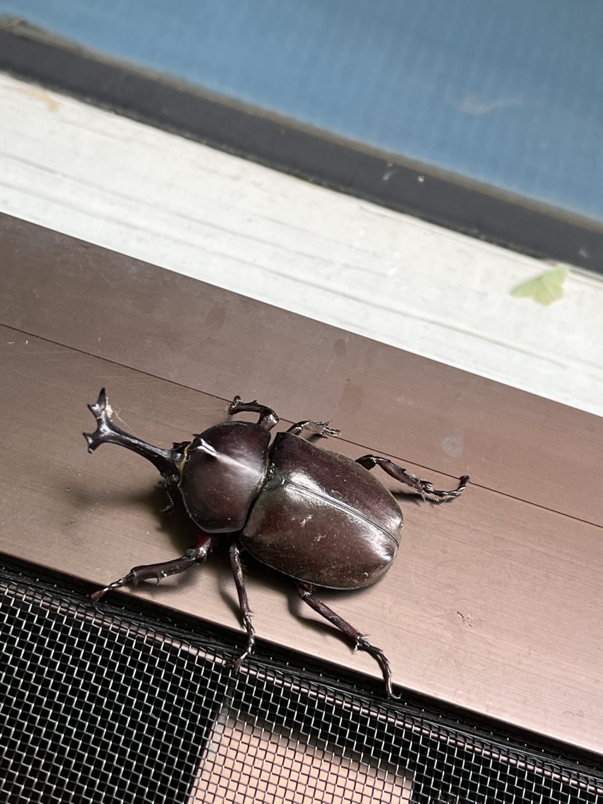 カブトムシ♪　　近藤