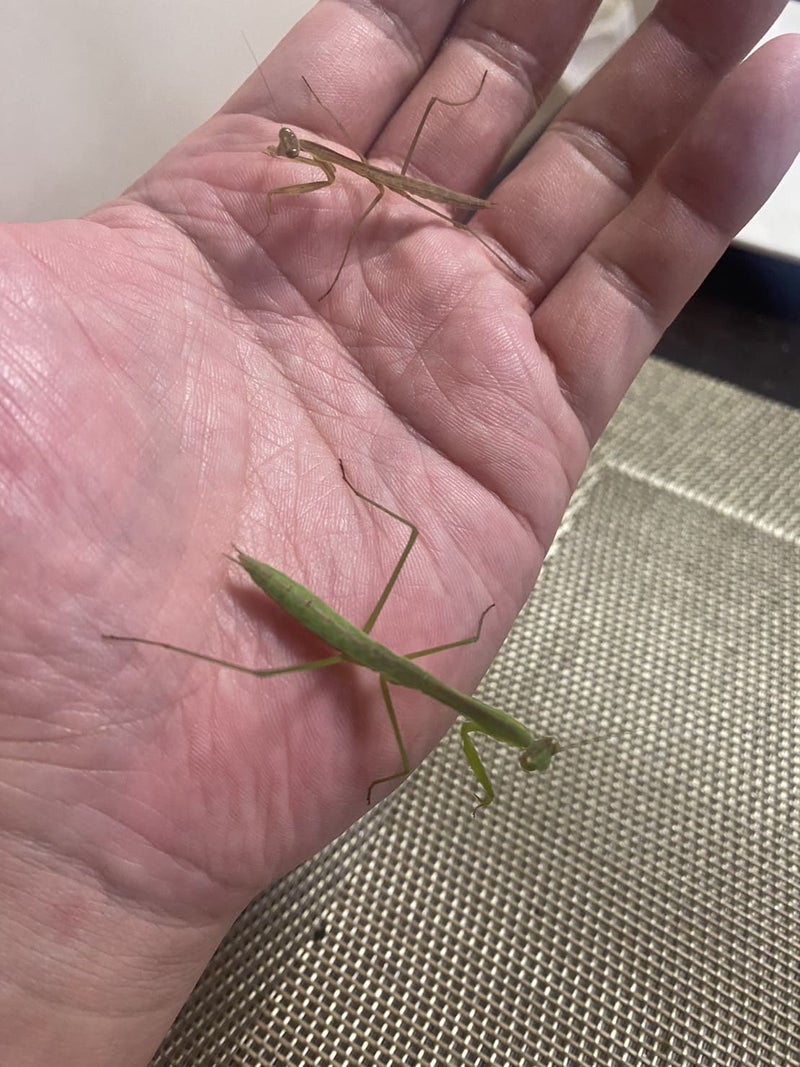 カマキリ　＜雄太朗＞