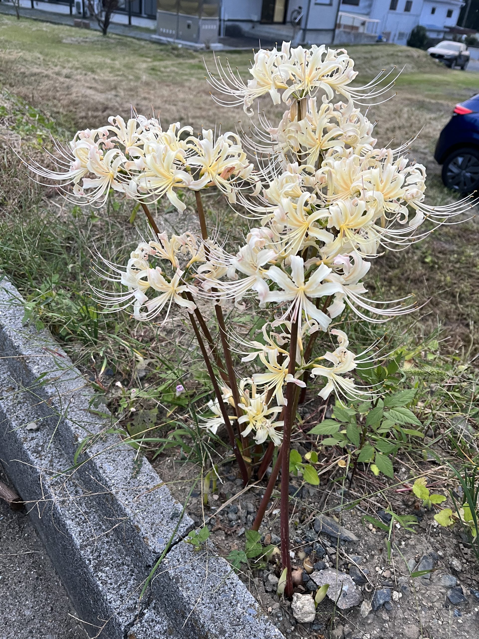 彼岸花♪　　　　近藤