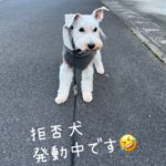 拒否犬♪　　　　　近藤