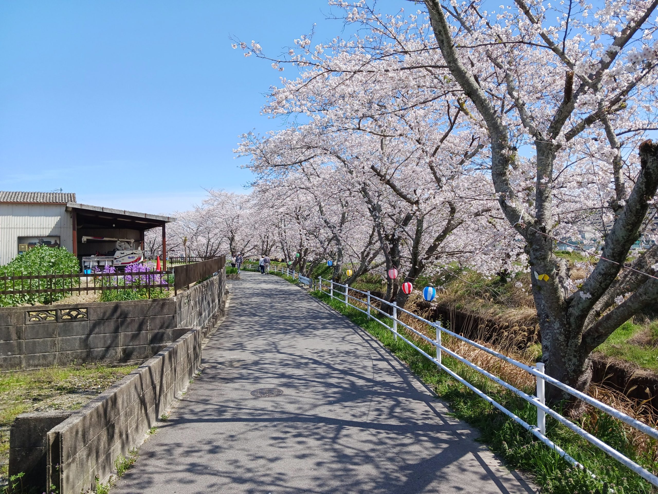 さくら　　岸本