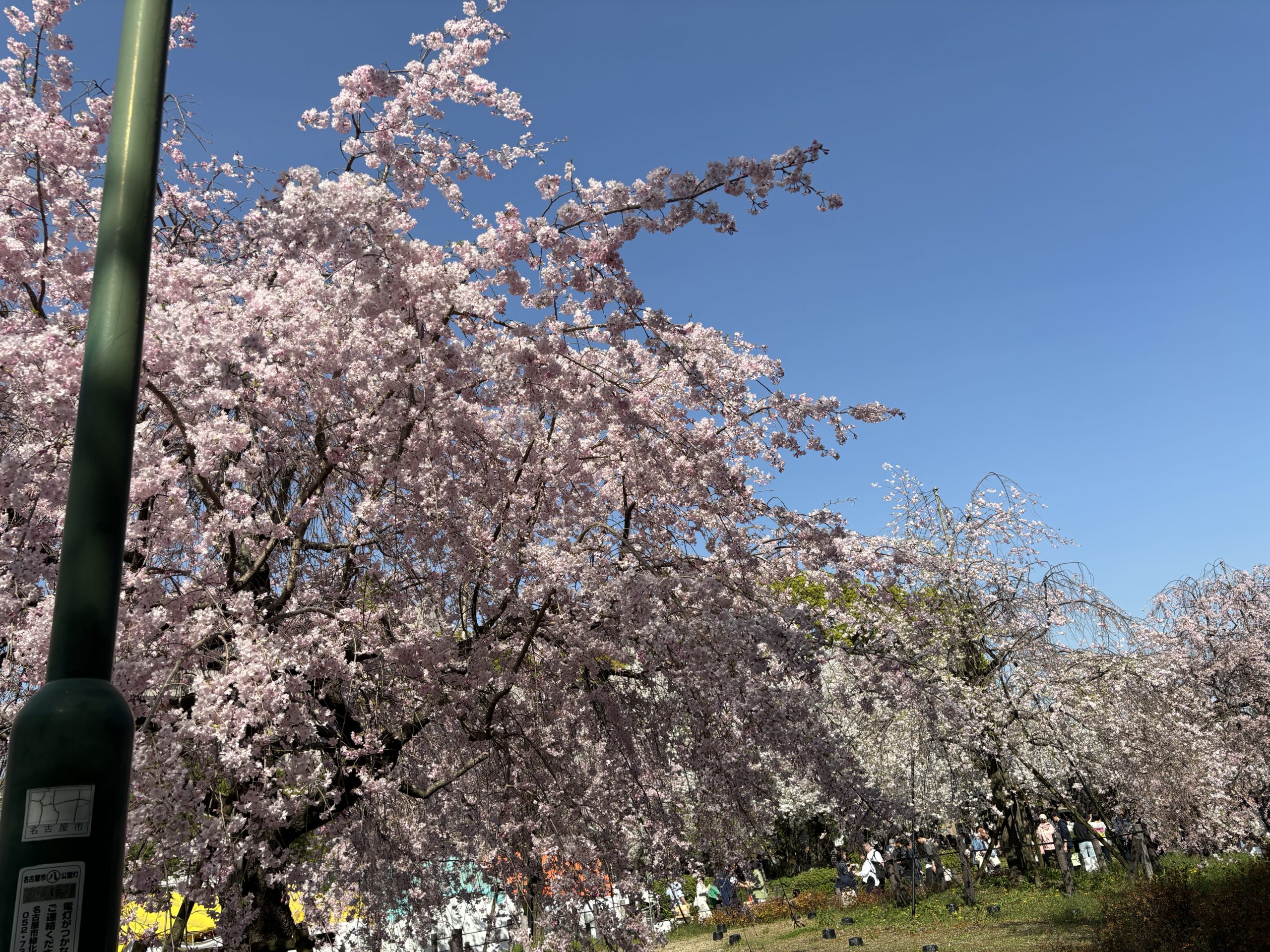 お花見