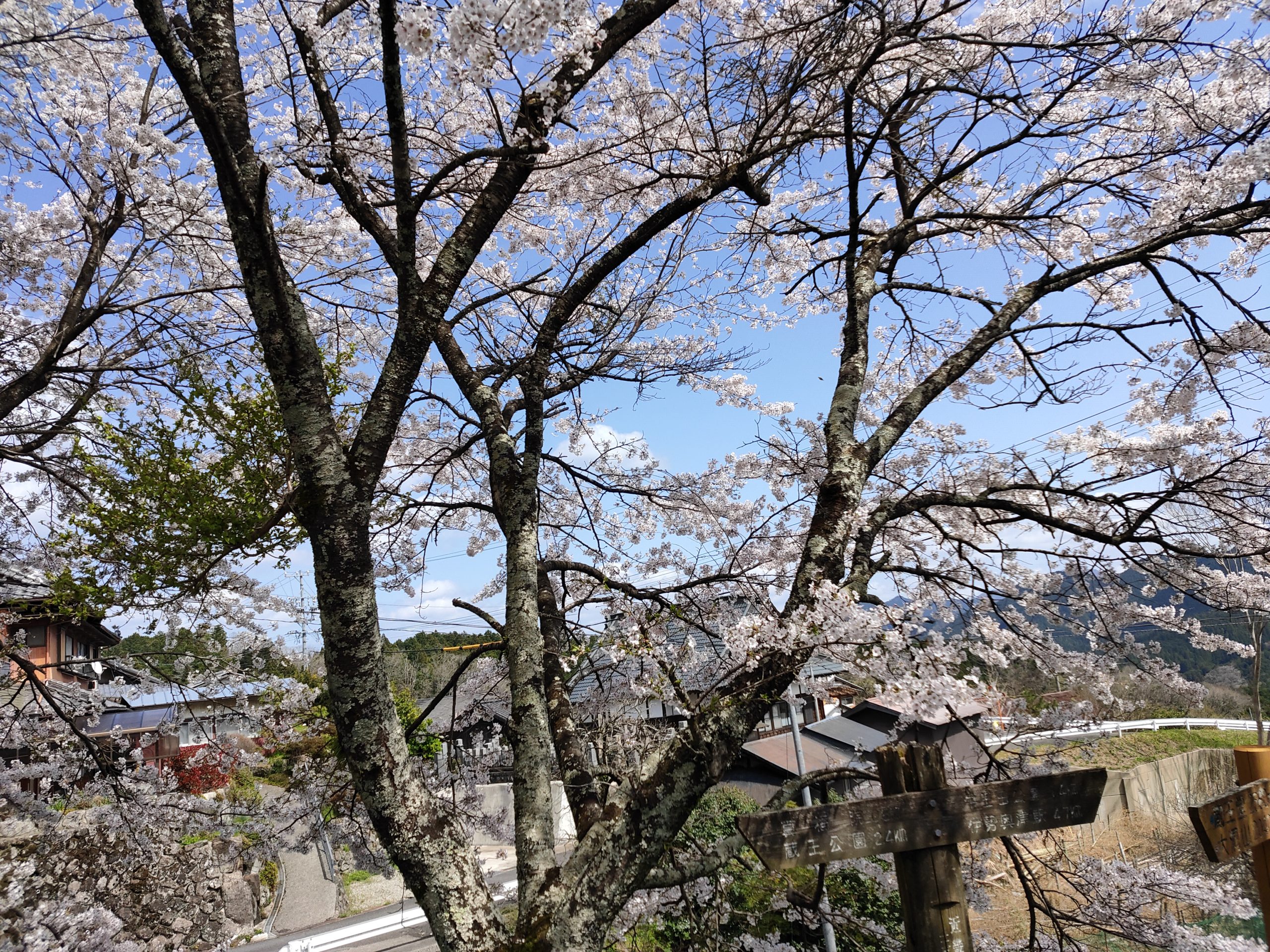 三多気の桜🌸　　中西